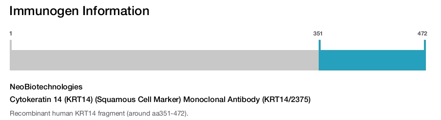 Cytokeratin 14 (KRT14) (Squamous Cell Marker) Monoclonal Antibody (KRT14/2375)
