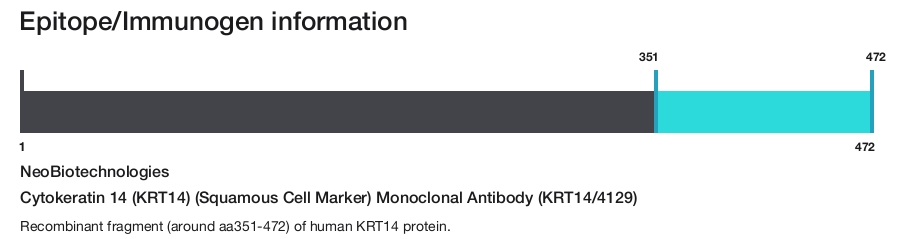 Cytokeratin 14 (KRT14) (Squamous Cell Marker) Monoclonal Antibody (KRT14/4129)