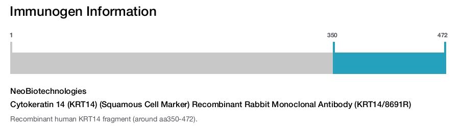 Cytokeratin 14 (KRT14) (Squamous Cell Marker) Recombinant Rabbit Monoclonal Antibody (KRT14/8691R)