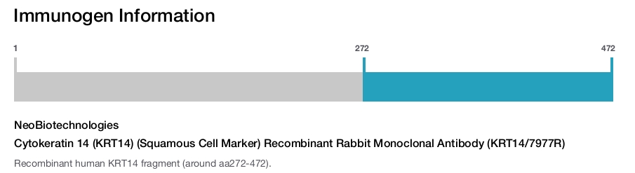 Cytokeratin 14 (KRT14) (Squamous Cell Marker) Recombinant Rabbit Monoclonal Antibody (KRT14/7977R)