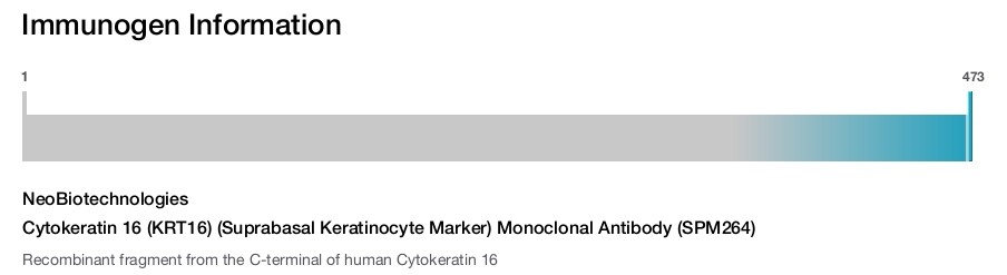 Cytokeratin 16 (KRT16) (Suprabasal Keratinocyte Marker) Monoclonal Antibody (SPM264)