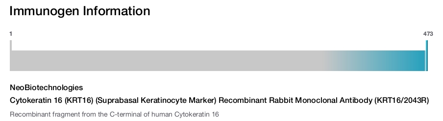 Cytokeratin 16 (KRT16) (Suprabasal Keratinocyte Marker) Recombinant Rabbit Monoclonal Antibody (KRT16/2043R)