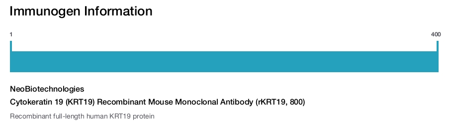 Cytokeratin 19 (KRT19) Recombinant Mouse Monoclonal Antibody (rKRT19, 800)