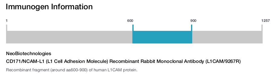 CD171/NCAM-L1 (L1 Cell Adhesion Molecule) Recombinant Rabbit Monoclonal Antibody (L1CAM/9267R)