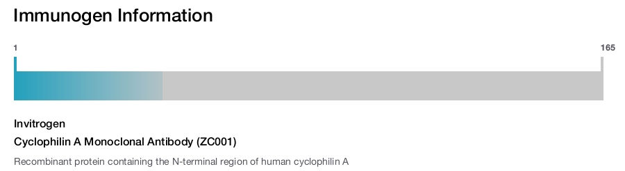 Cyclophilin A Monoclonal Antibody (ZC001)