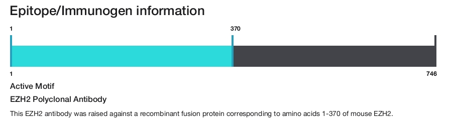 EZH2 Polyclonal Antibody