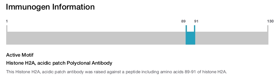 Histone H2A, acidic patch Polyclonal Antibody