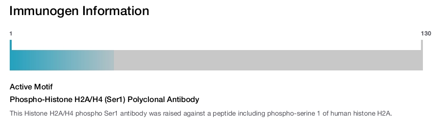 Phospho-Histone H2A/H4 (Ser1) Polyclonal Antibody