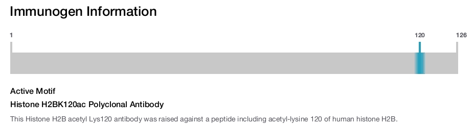 Histone H2BK120ac Polyclonal Antibody