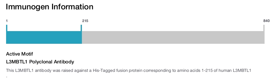 L3MBTL1 Polyclonal Antibody