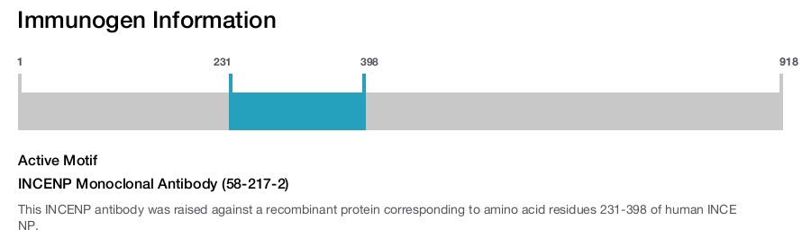 INCENP Monoclonal Antibody (58-217-2)