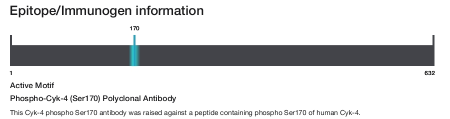Phospho-Cyk-4 (Ser170) Polyclonal Antibody
