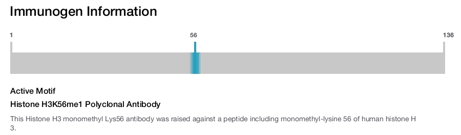 Histone H3K56me1 Polyclonal Antibody