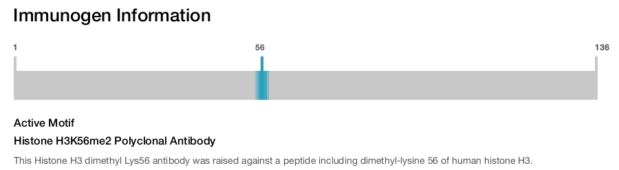 Histone H3K56me2 Polyclonal Antibody