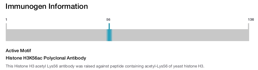 Histone H3K56ac Polyclonal Antibody