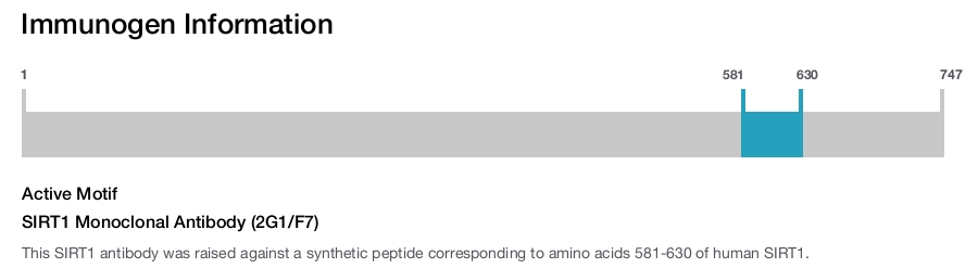SIRT1 Monoclonal Antibody (2G1/F7)