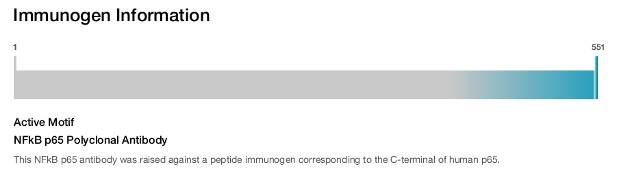 NFkB p65 Polyclonal Antibody