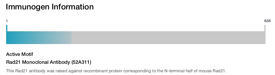 Rad21 Monoclonal Antibody (52A311)