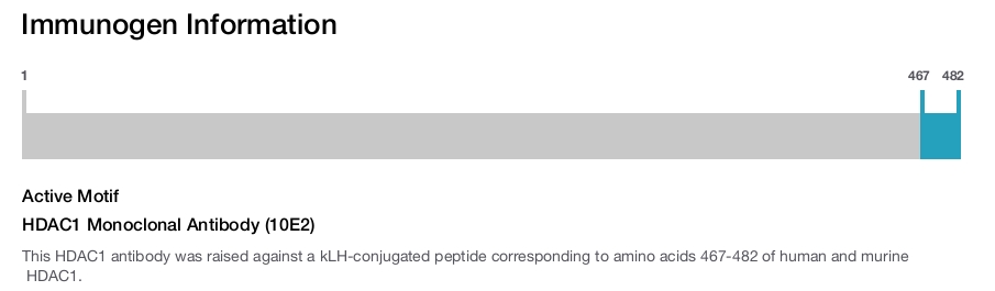 HDAC1 Monoclonal Antibody (10E2)