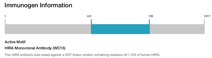 HIRA Monoclonal Antibody (WC15)