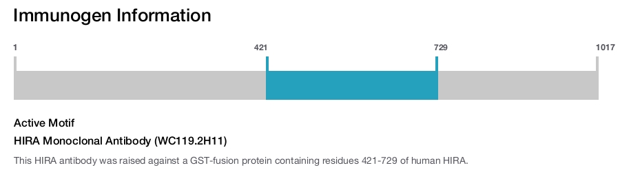 HIRA Monoclonal Antibody (WC119.2H11)