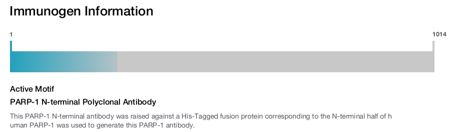 PARP-1 N-terminal Polyclonal Antibody