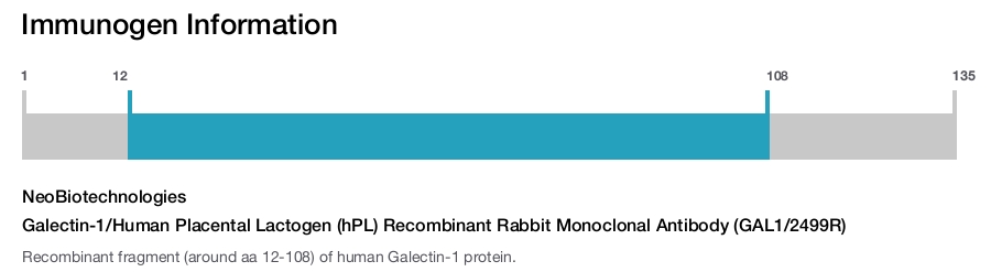 Galectin-1/Human Placental Lactogen (hPL) Recombinant Rabbit Monoclonal Antibody (GAL1/2499R)