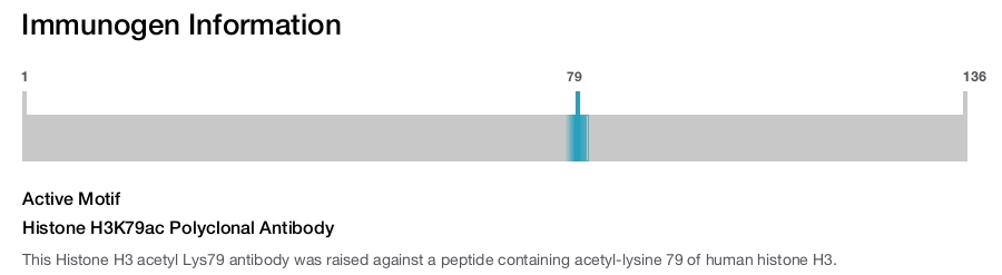 Histone H3K79ac Polyclonal Antibody