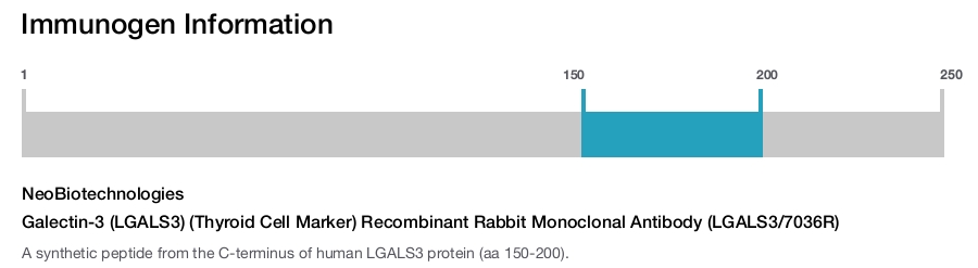 Galectin-3 (LGALS3) (Thyroid Cell Marker) Recombinant Rabbit Monoclonal Antibody (LGALS3/7036R)