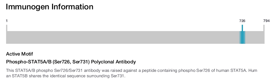 Phospho-STAT5A/B (Ser726, Ser731) Polyclonal Antibody