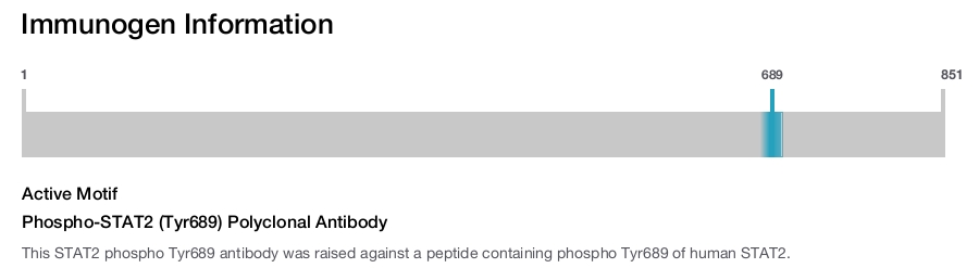 Phospho-STAT2 (Tyr689) Polyclonal Antibody