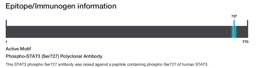Phospho-STAT3 (Ser727) Polyclonal Antibody