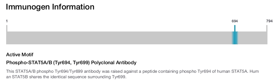 Phospho-STAT5A/B (Tyr694, Tyr699) Polyclonal Antibody