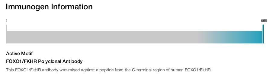FOXO1/FKHR Polyclonal Antibody