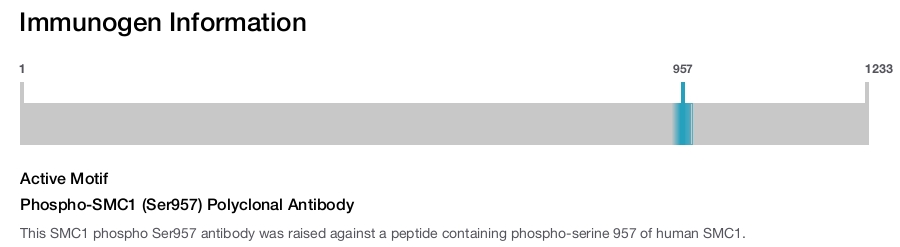 Phospho-SMC1 (Ser957) Polyclonal Antibody