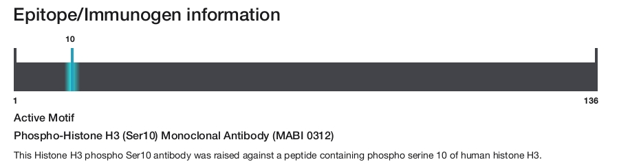 Phospho-Histone H3 (Ser10) Monoclonal Antibody (MABI 0312)