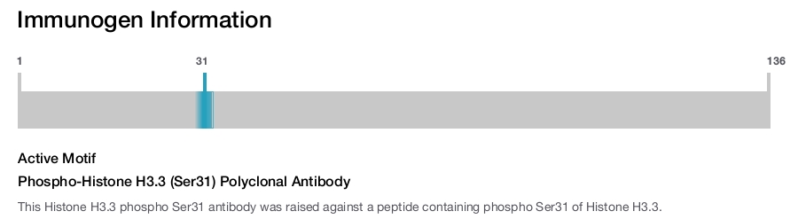 Phospho-Histone H3.3 (Ser31) Polyclonal Antibody
