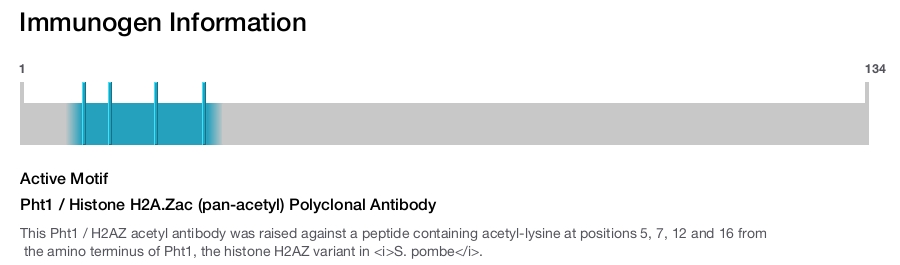 Pht1 / Histone H2A.Zac (pan-acetyl) Polyclonal Antibody