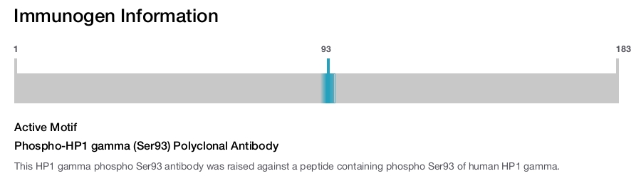 Phospho-HP1 gamma (Ser93) Polyclonal Antibody