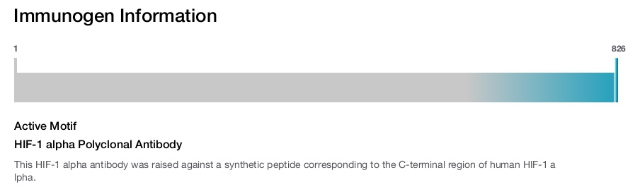 HIF-1 alpha Polyclonal Antibody