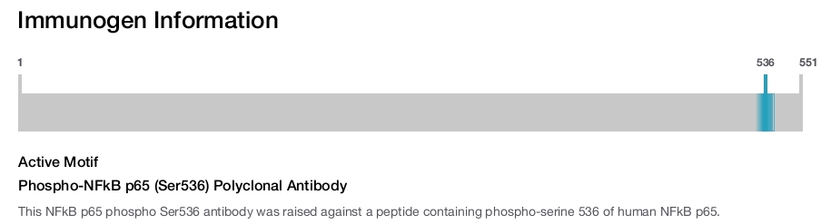 Phospho-NFkB p65 (Ser536) Polyclonal Antibody