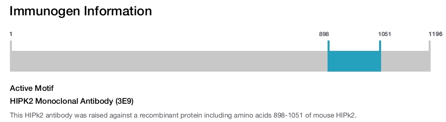 HIPK2 Monoclonal Antibody (3E9)