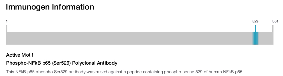 Phospho-NFkB p65 (Ser529) Polyclonal Antibody