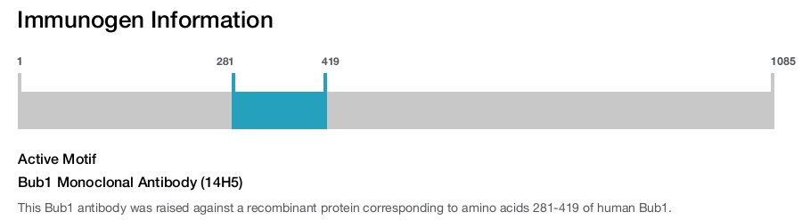 Bub1 Monoclonal Antibody (14H5)