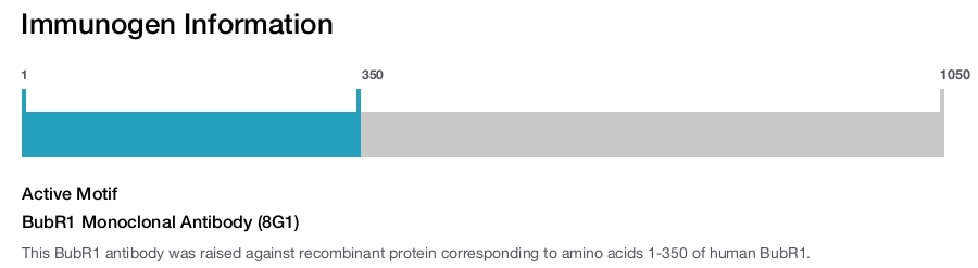 BubR1 Monoclonal Antibody (8G1)