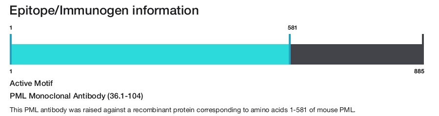 PML Monoclonal Antibody (36.1-104)