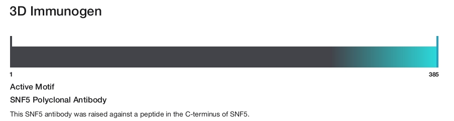 SNF5 Polyclonal Antibody