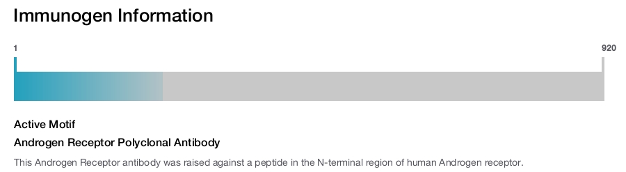 Androgen Receptor Polyclonal Antibody