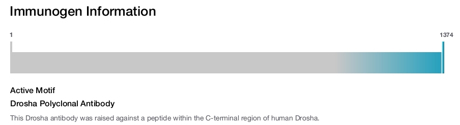 Drosha Polyclonal Antibody