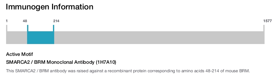SMARCA2 / BRM Monoclonal Antibody (1H7A10)